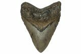 Fossil Megalodon Tooth - North Carolina #358905-1